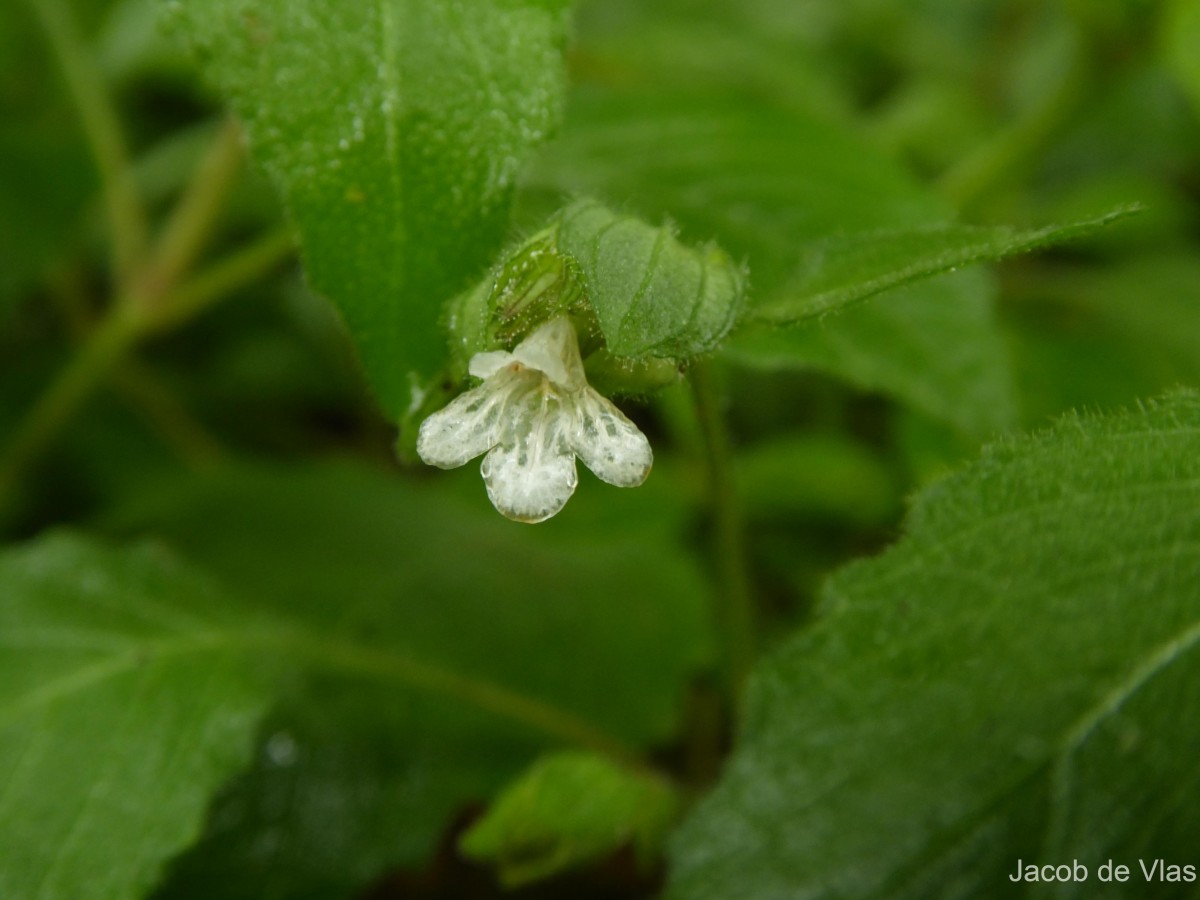 Lepidagathis fasciculata (Retz.) Nees